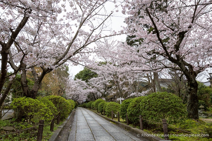 Cherry Blossom Viewing Spots in Kyoto