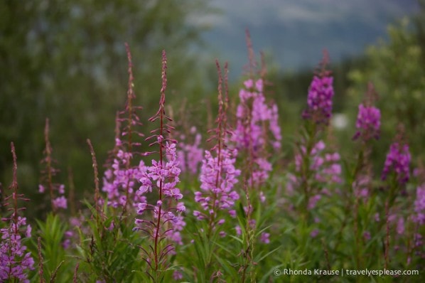 Fireweed in Alaska: Photo of the Week | Travel? Yes Please!