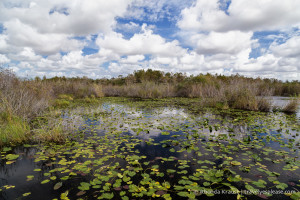 Everglades National Park- Points Of Interest And Tips For Visiting