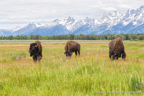 grand teton yellowstone days national tour travelyesplease itinerary parks