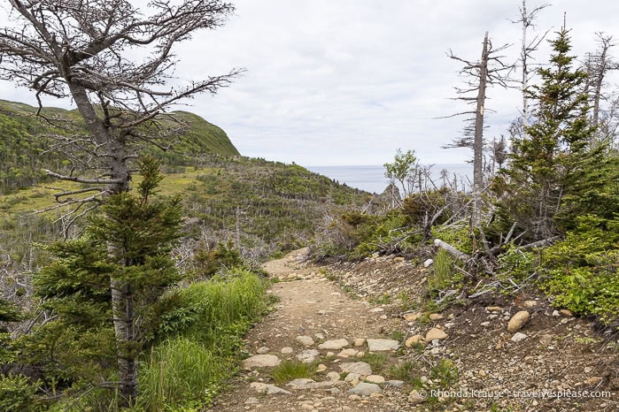 Forest and ocean views from Green Gardens Trail.