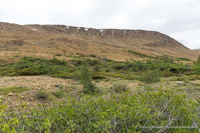 Some shrubs backed by the Tablelands.