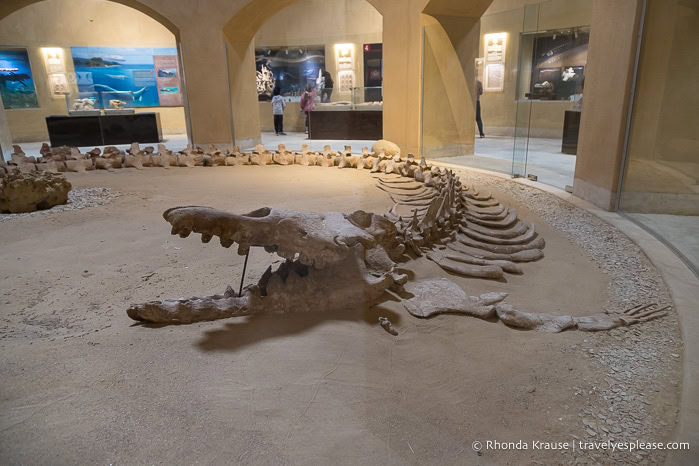 Whale skeleton on display in the Fossils and Climate Change Museum at Wadi Al-Hitan.