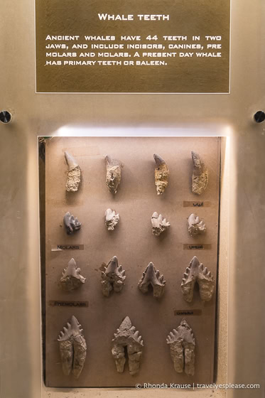 Display of whale teeth in the Fossils and Climate Change Museum.