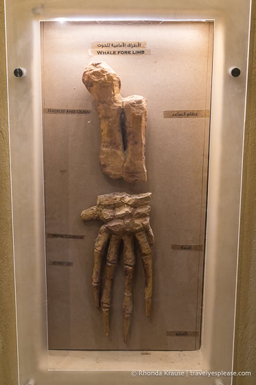 Fossil of a whale fore limb on display in the Fossils and Climate Change Museum.