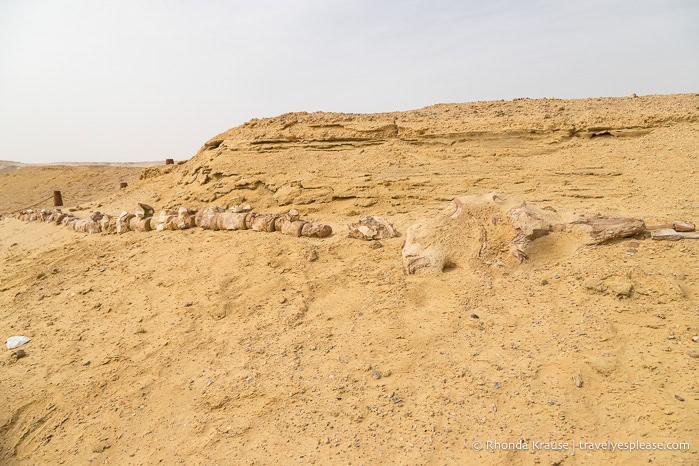 Whale skull and vertebrae in the sand at Whale Valley.