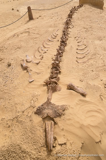 Whale fossil at Whale Valley.