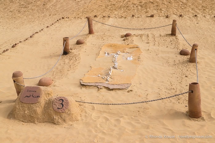 Fossil of a sea cow on display in Wadi Al-Hitan.