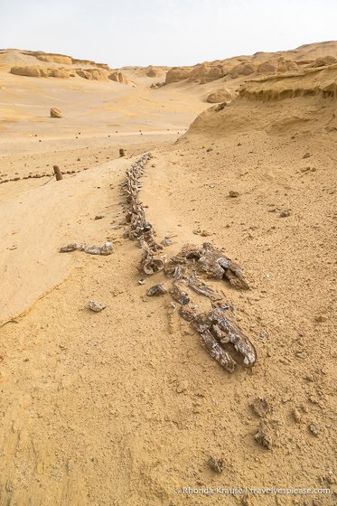 Whale skeleton in Egypt.