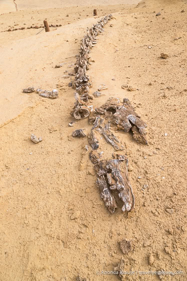 Fossil of a Dorudon atrox whale in Whale Valley.