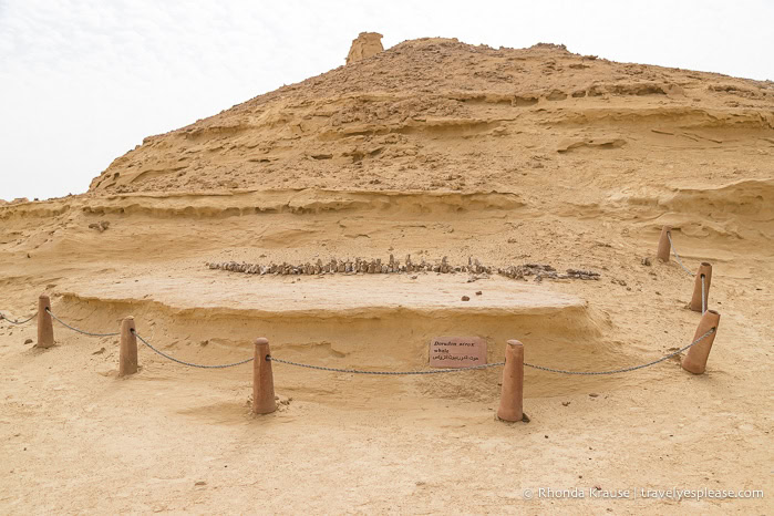 Fossil display in Whale Valley.