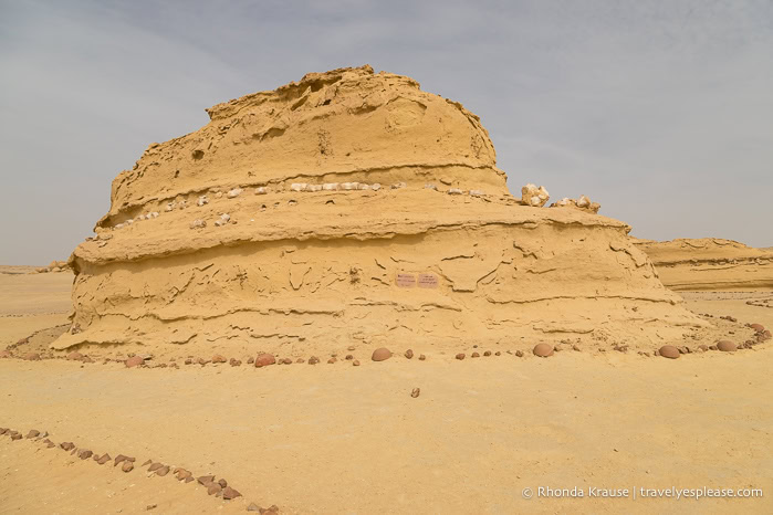 Whale fossils on a rock formation.