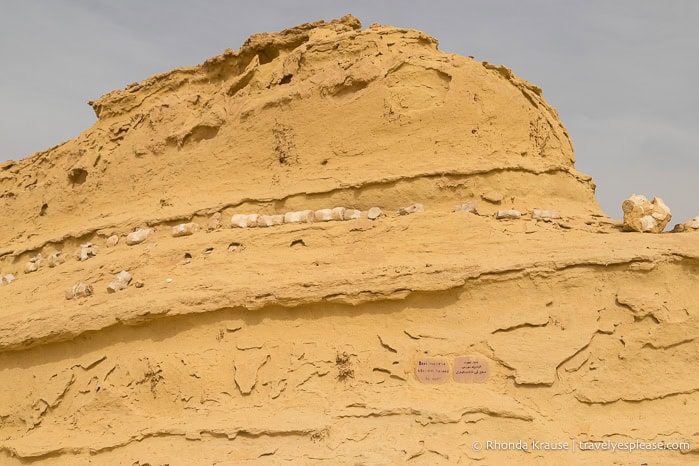 Whale fossils on a rock formation.