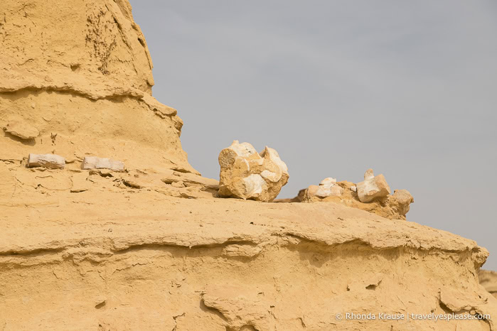 Whale fossils on a rock formation.