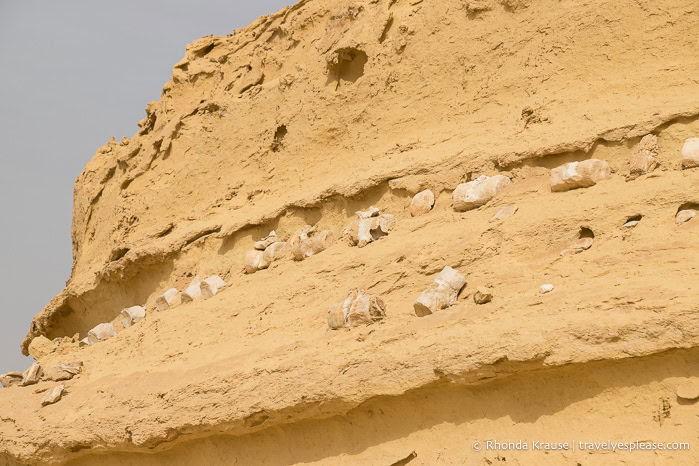 Whale fossils on a rock formation.