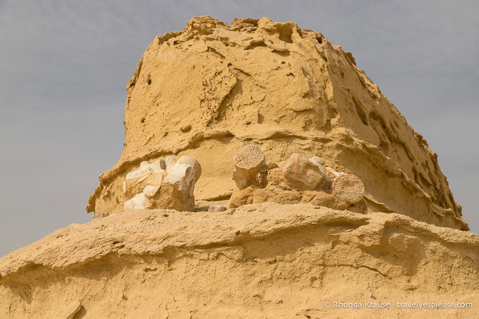 Whale fossils on a rock formation.