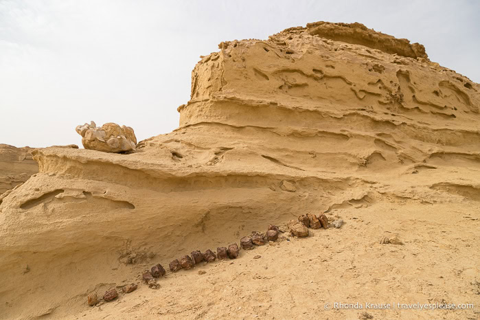 Fossils on a rock formation.