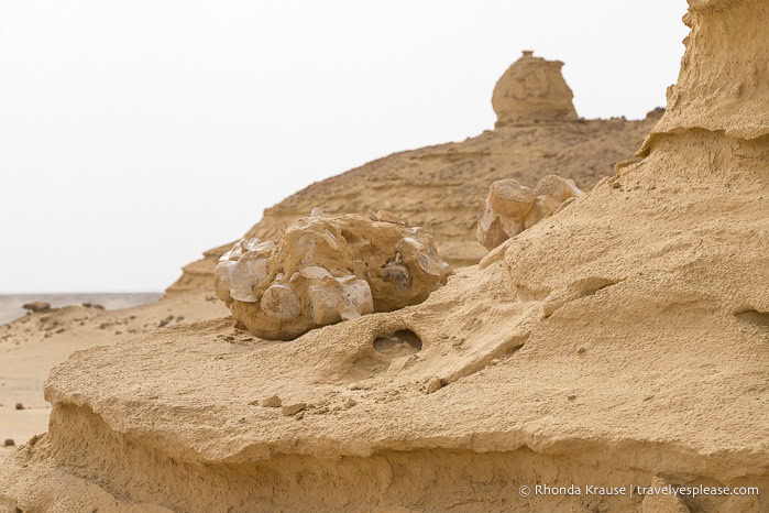 Whale fossils on a rock formation.