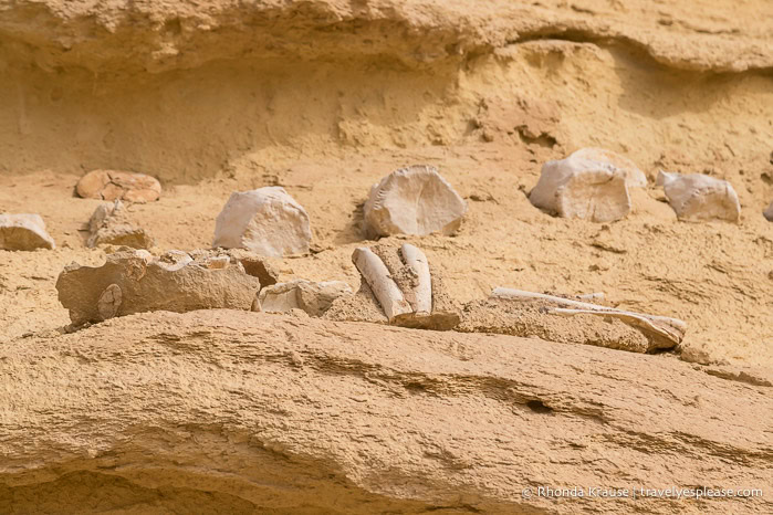 Fossils of whale bones in the rock.