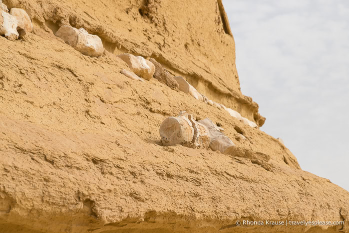 Whale fossils on a rock formation.