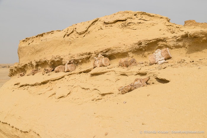 Whale fossils on a rock formation.