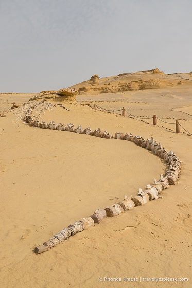 Whale skeleton in Whale Valley.