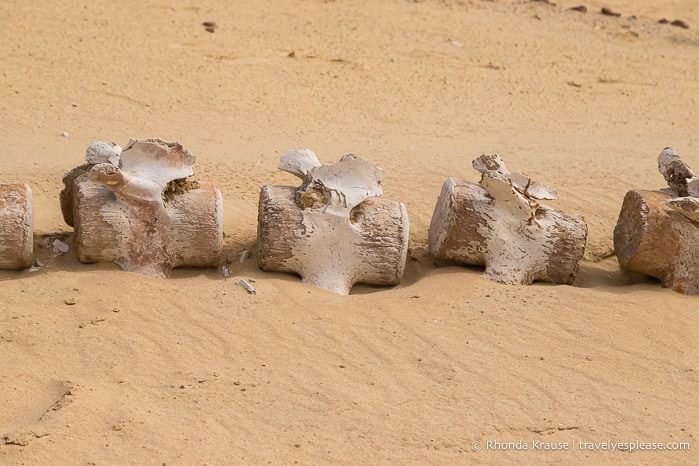 Fossils of whale vertebrae.