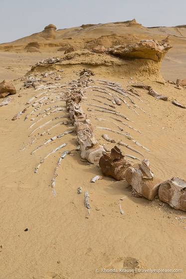 Whale skeleton in Wadi Al-Hitan.