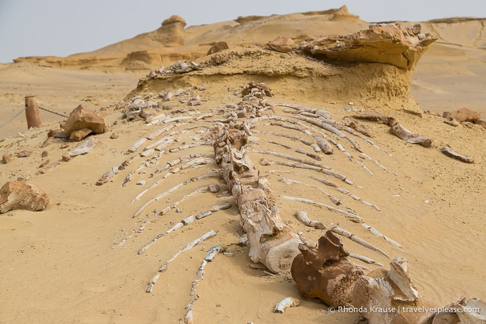 Fossil of a whale skeleton in Wadi Al-Hitan.