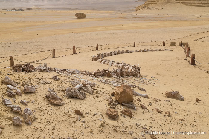 Whale skeleton in the desert.