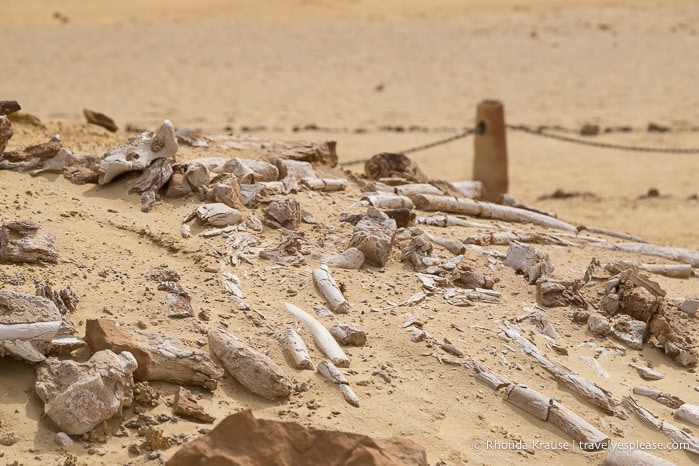 Fossils of whale bones in the sand.