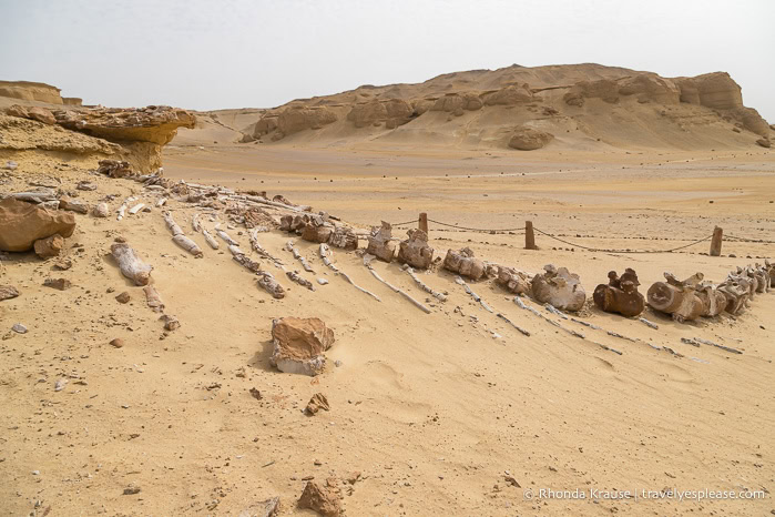 Whale fossil in the desert.