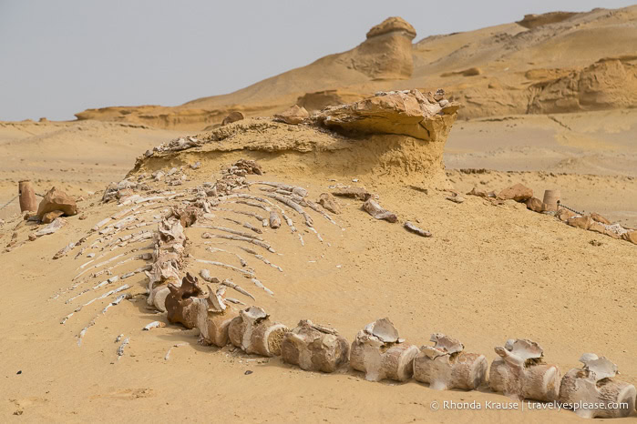 Fossil of a whale skeleton.