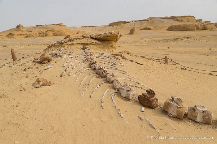 Whale skeleton in Wadi Al-Hitan.