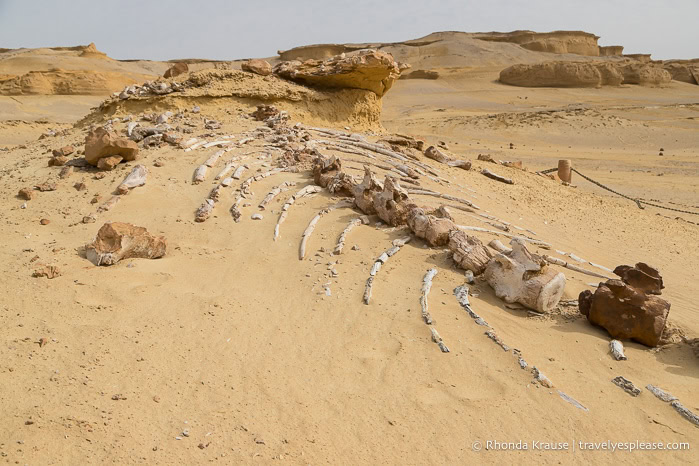 Whale skeleton in Whale Valley.