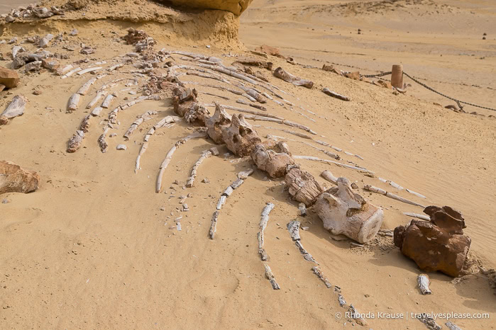 Whale skeleton lying on the sand in Whale Valley.