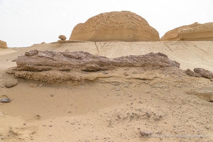 Petrified burrows of Teredo.