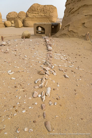 Whale fossil in Whale Valley.