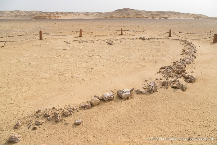 Whale fossil in the desert.