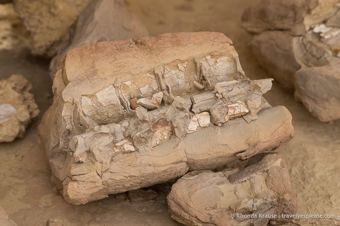 Whale fossils in rock.