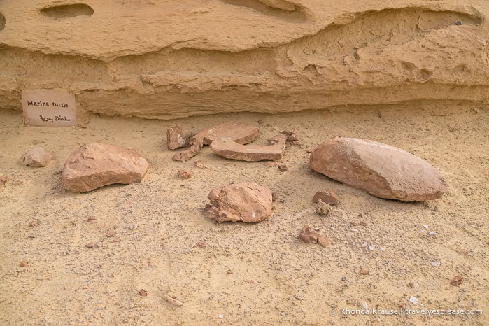 Fossil of a sea turtle.