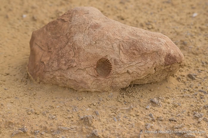 Fossil of a seashell in rock.