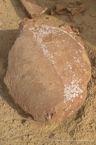 Fossil of a sea turtle shell.