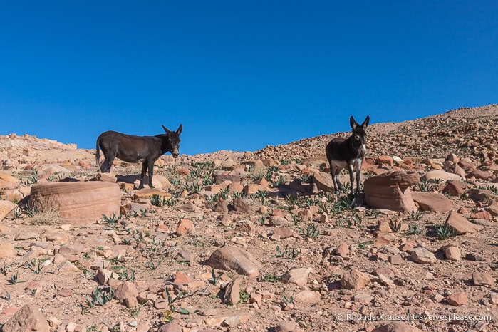 Two donkeys on a rocky hill.