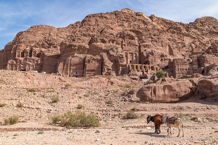 Two donkeys in front of the Royal Tombs.