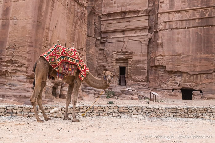 Camel on the Street of Facades.