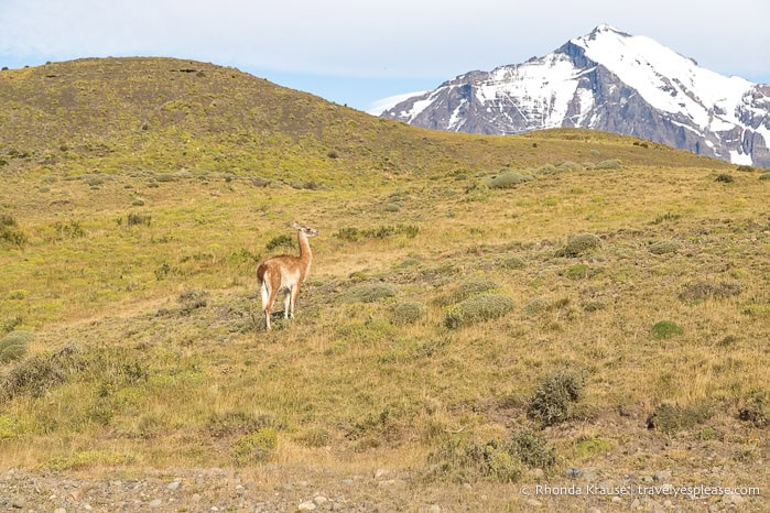 A guanaco on a grassy hill with a snow capped mountain in the background.