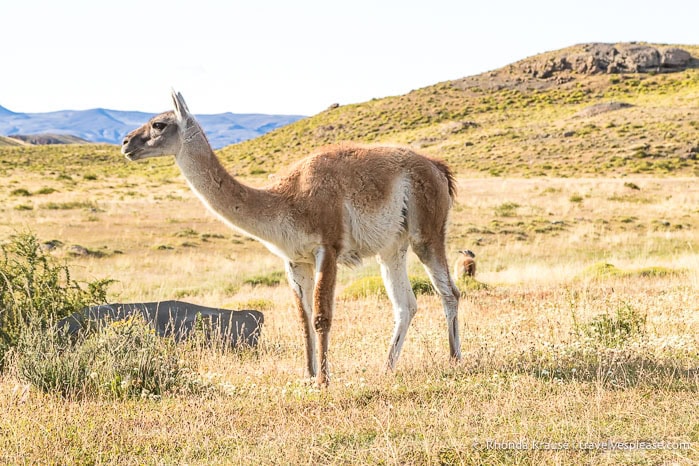 A guanaco is one type of wildlife you can see when visiting Torres del Paine National Park.