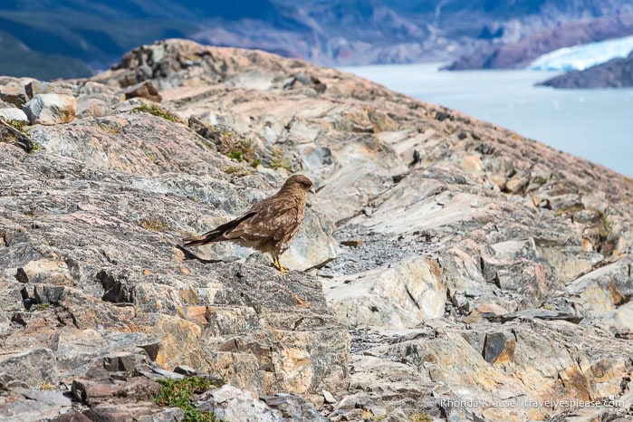 Bird on rocks.